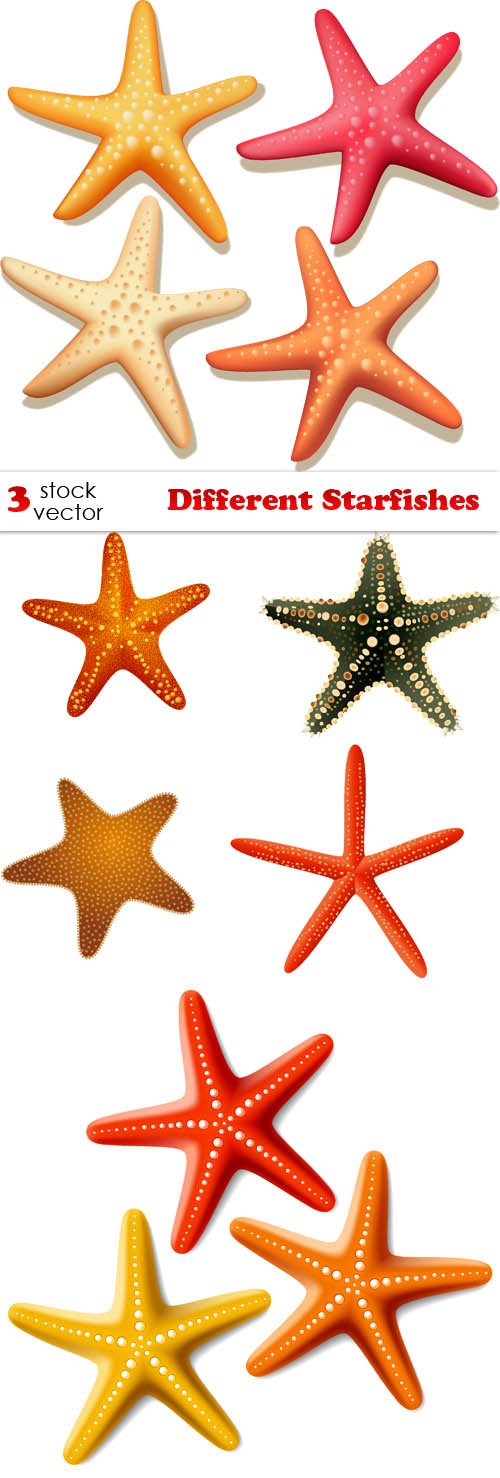 Vectors - Different Starfishes