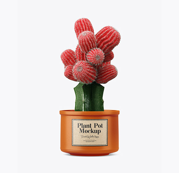 Cactus in Ceramic Pot Mockup