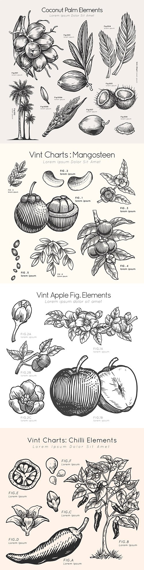 Fruit and vegetables drawn by hand and description