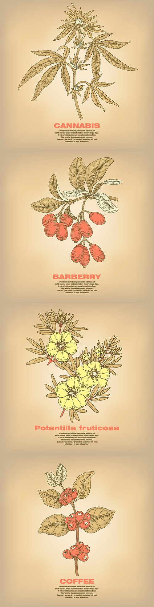 Illustrations of Medical Herbs