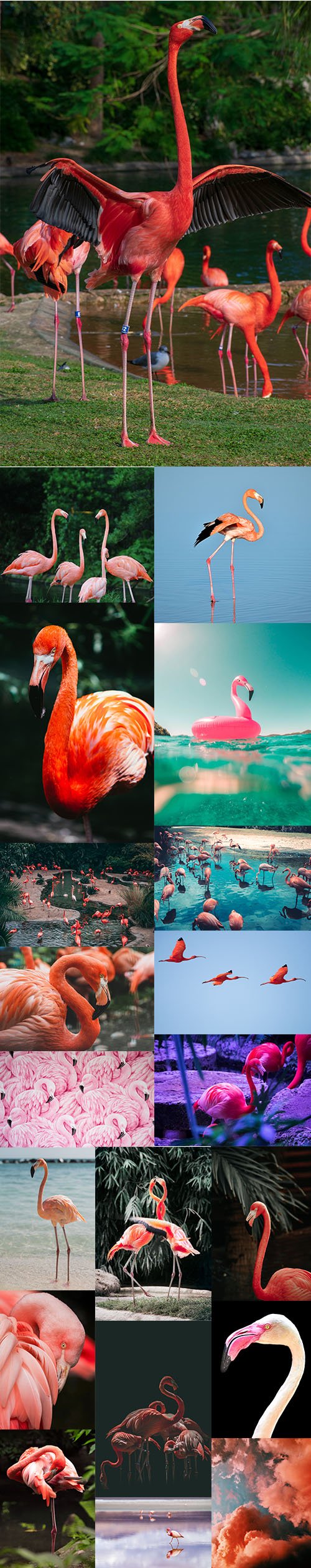 Flamingo - Premium UHQ Stock Photo Bundle