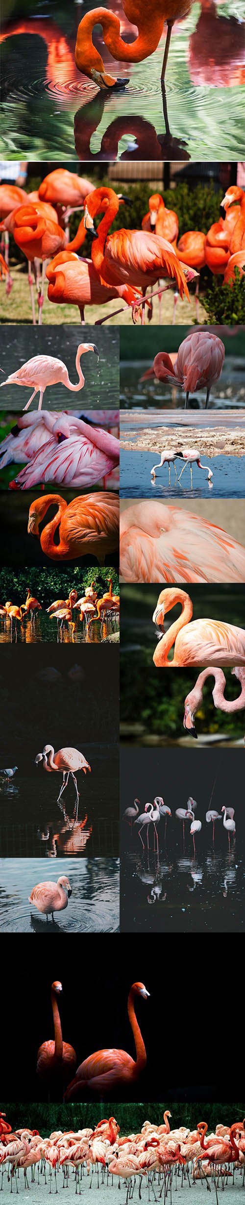 Flamingo Bundle - UHQ Stock Photo Vol 2