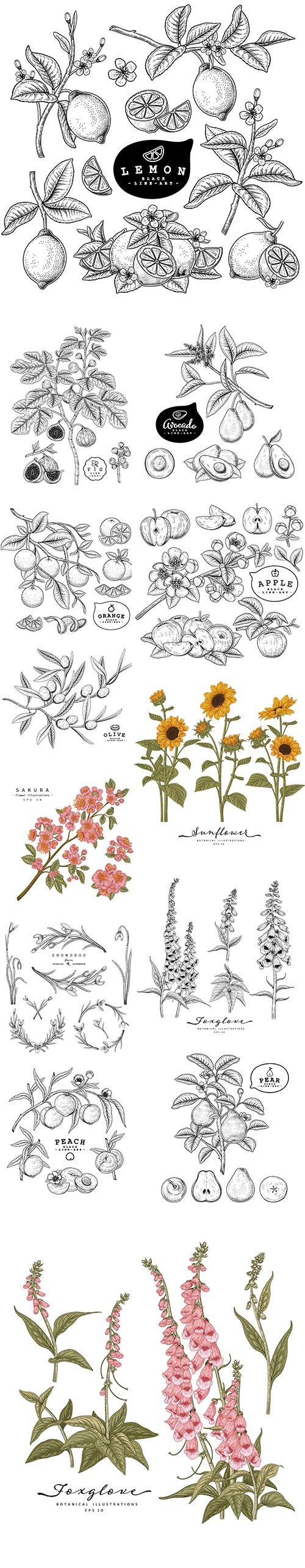 Hand-Drawn Botanical Illustrations Set