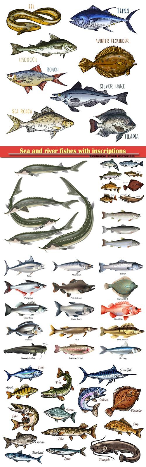 Sea and river fishes with inscriptions in vector illustration