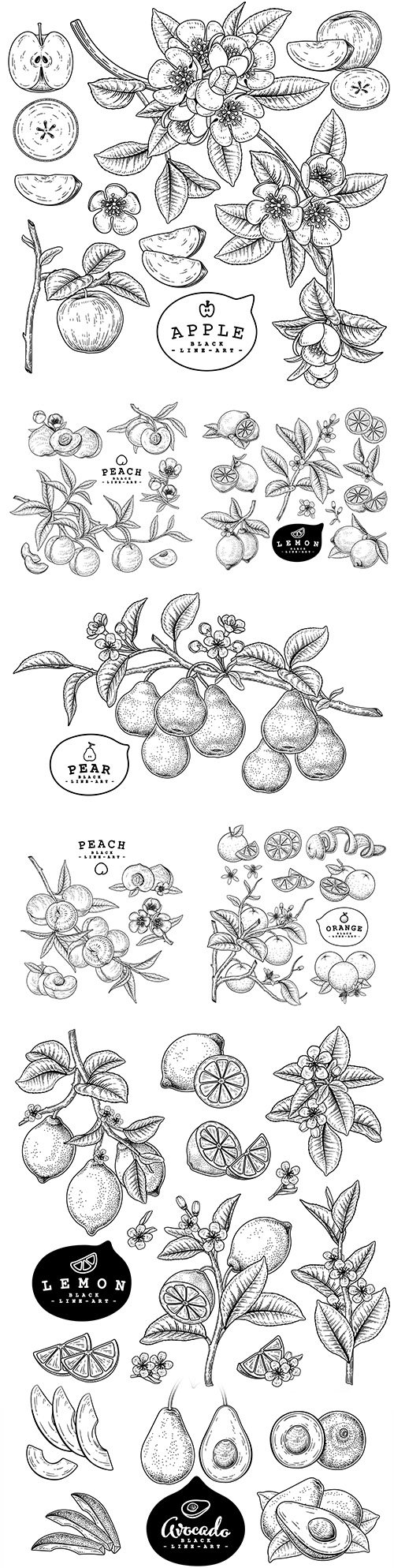 Sketch citrus decorative set painted botanical illustrations