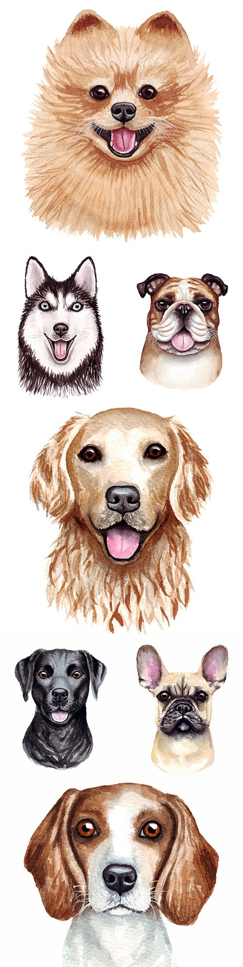 Popular dog of different breed watercolor illustrations