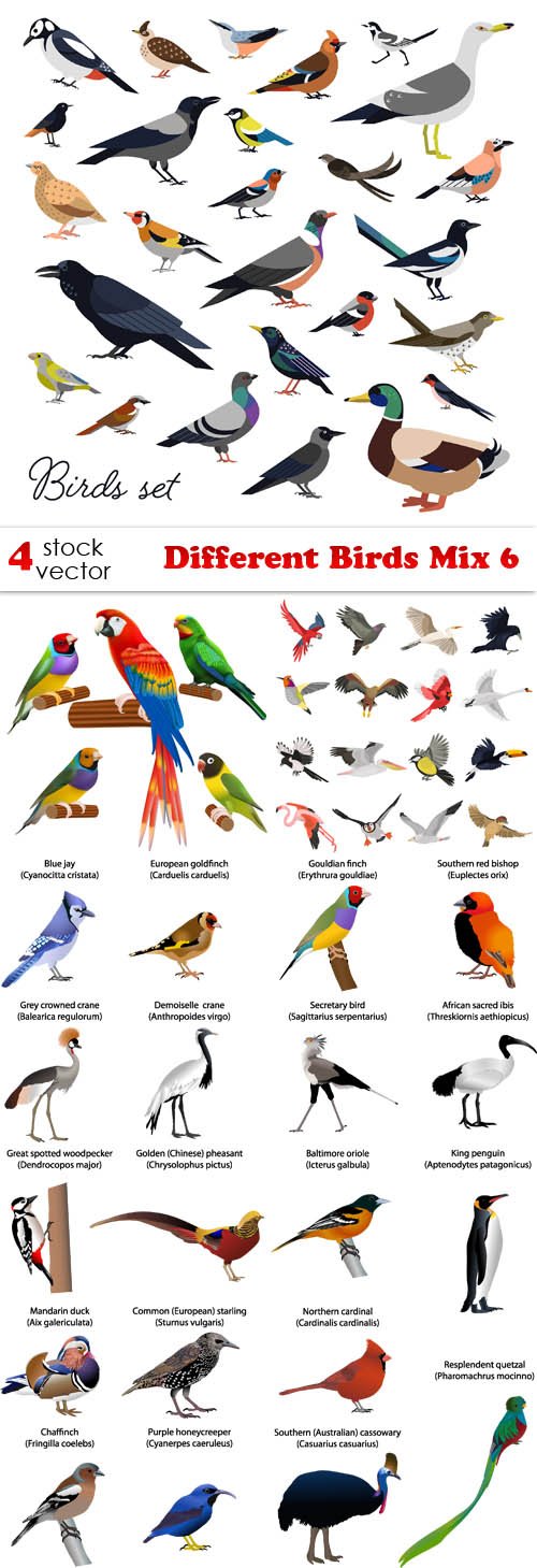 Vectors - Different Birds Mix 6
