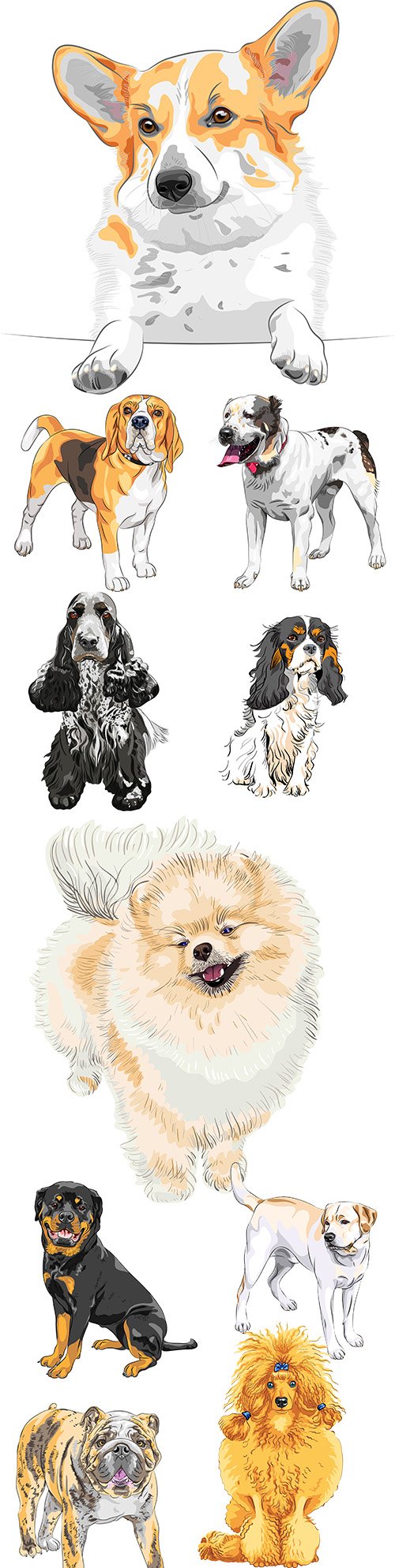 Sketch dog different breed and colour collection illustrations