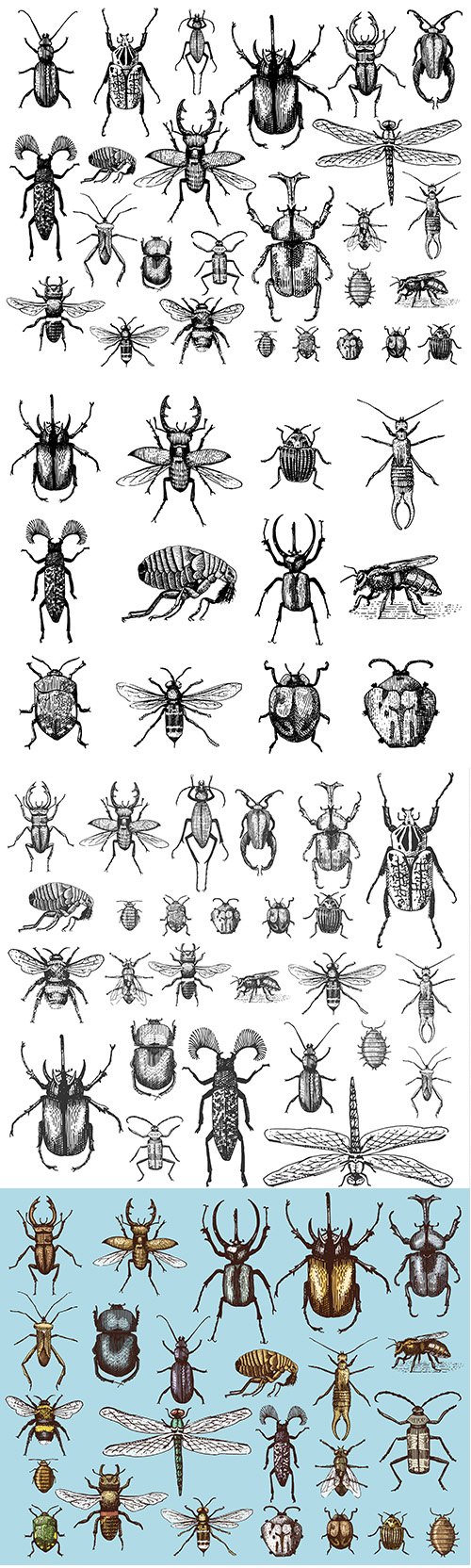 Big set of insects bugs beetles and bees in vintage old hand drawn style
