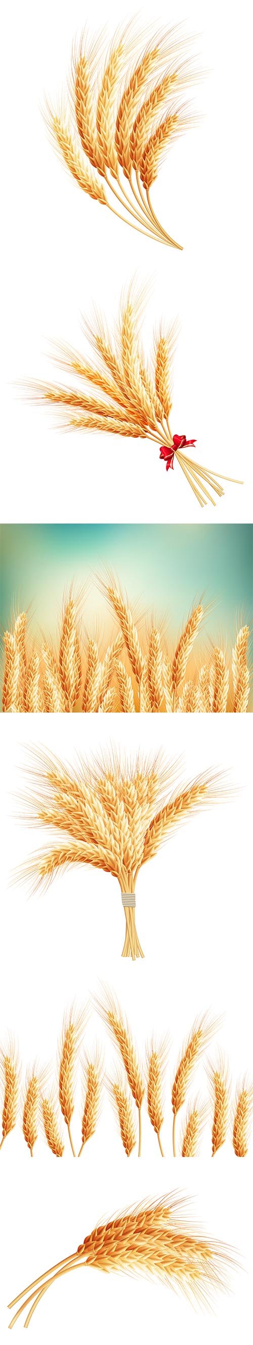 Wheat Ears Isolated