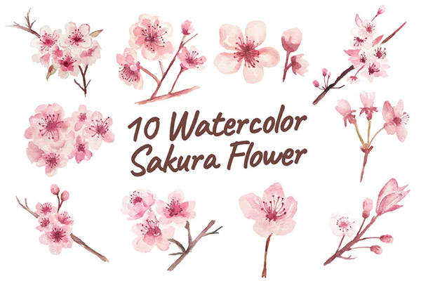 10 Watercolor Sakura Flower Illustration Graphics