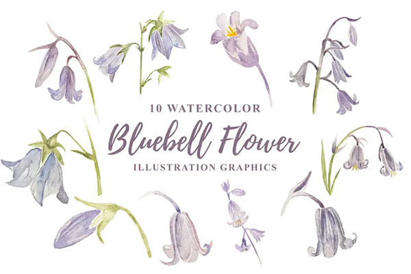 10 Watercolor Bluebell Flower Illustration