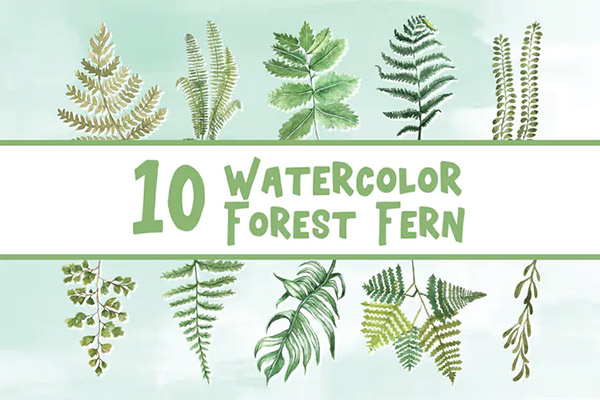 10 Watercolor Forest Fern Illustration Graphics