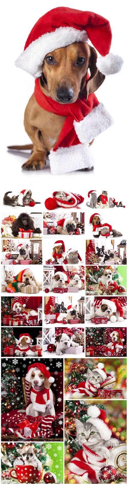 New Year and Christmas stock photos №19