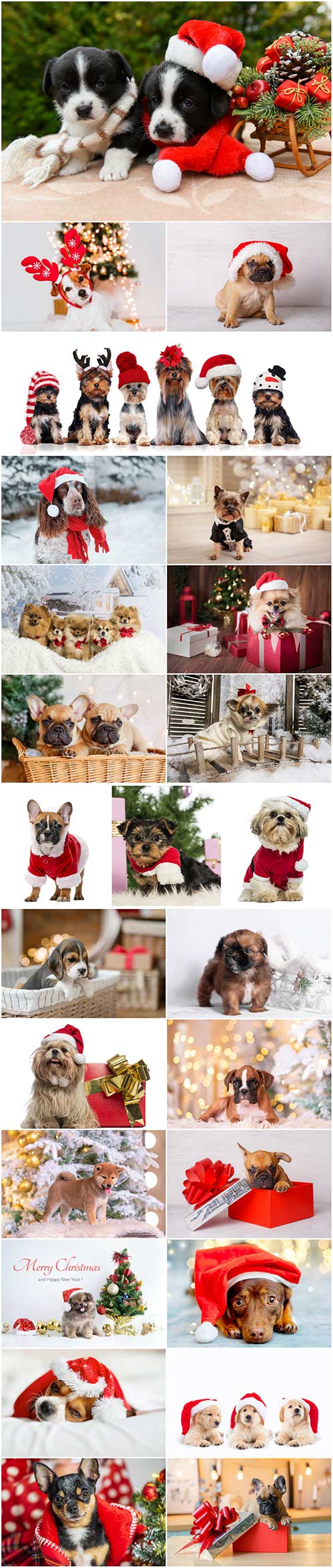 Cute Dogs in Santa Hat Set Stock Photo