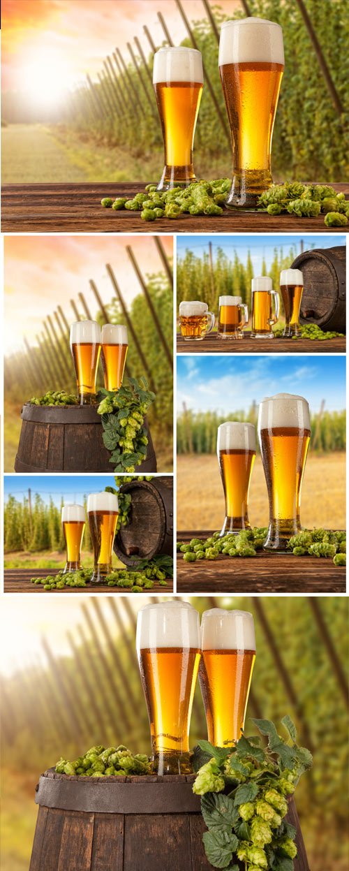 Glasses with beer on a barrel, branches of hops stock photo
