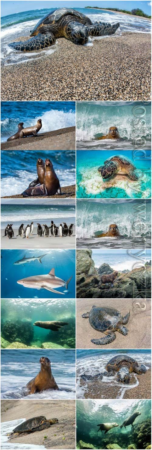 Sharks, turtles, penguins, sea inhabitants stock photo