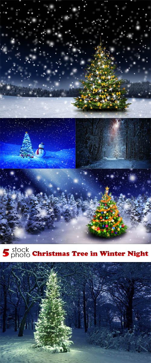 Photos - Christmas Tree in Winter Night