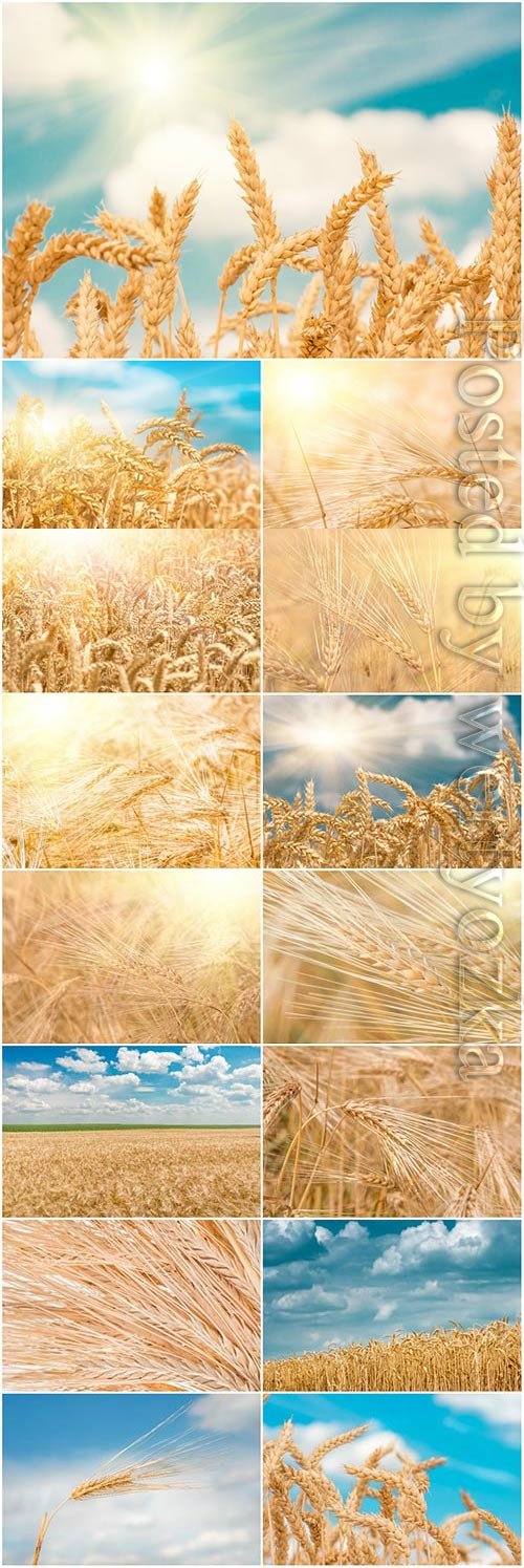 Ripe wheat fields stock photo