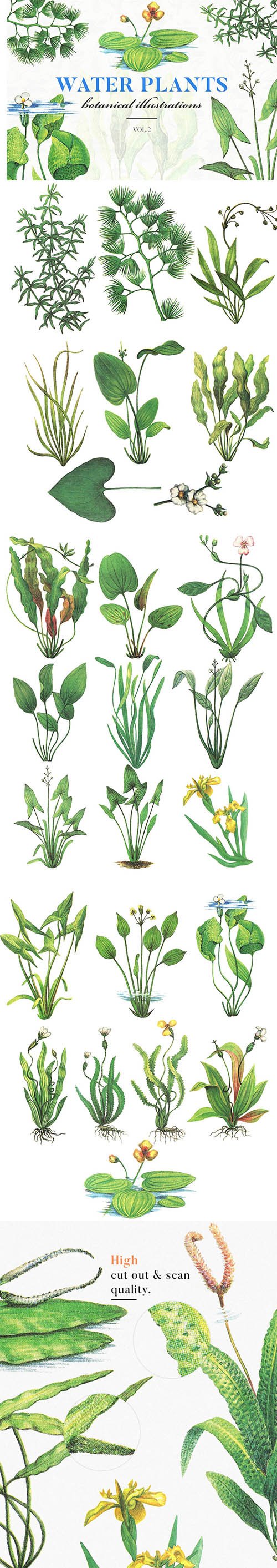 Water Plants Vol.2 PNG
