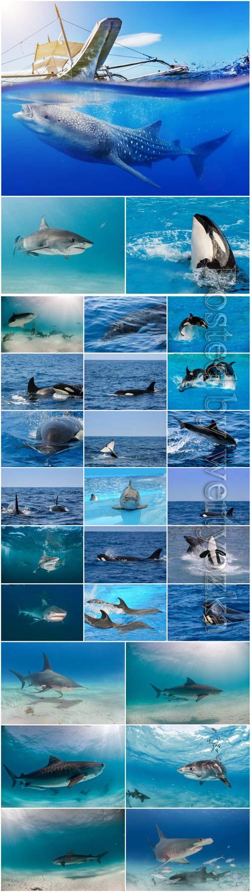 Dolphins, whales and sharks stock photo