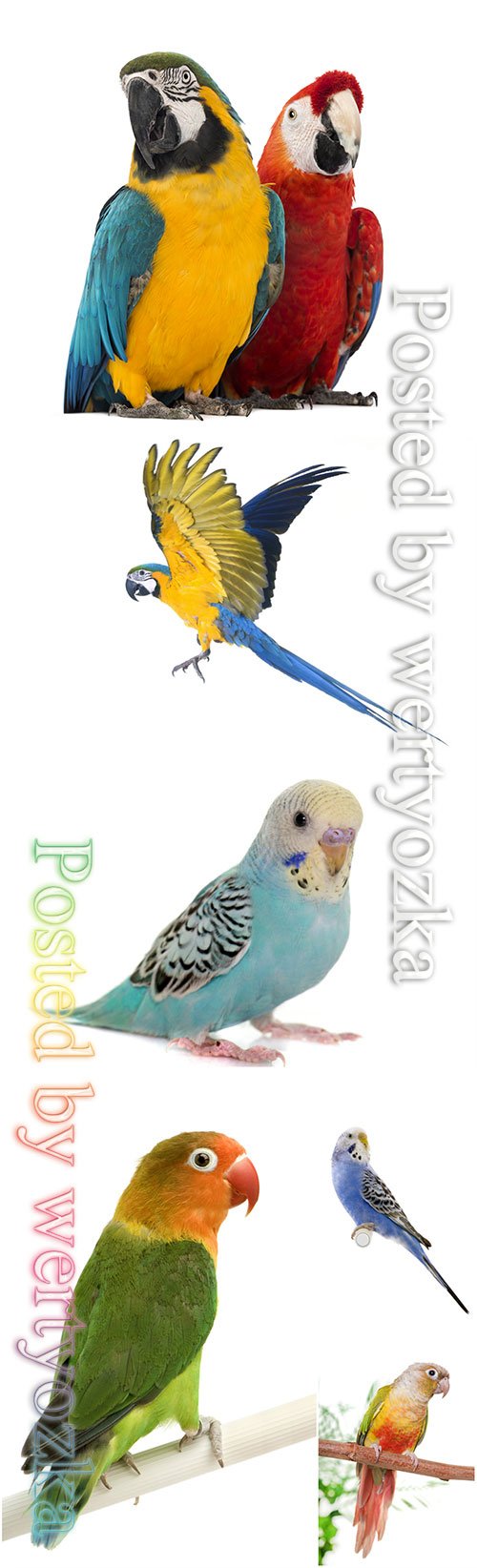 Parrots beautiful stock photo