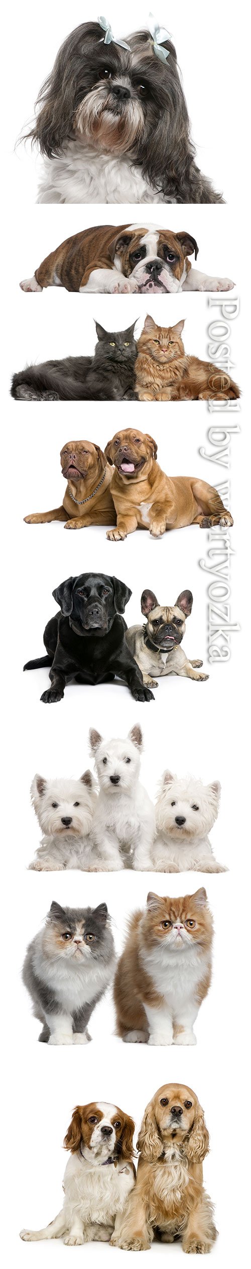 Purebred cats and dogs