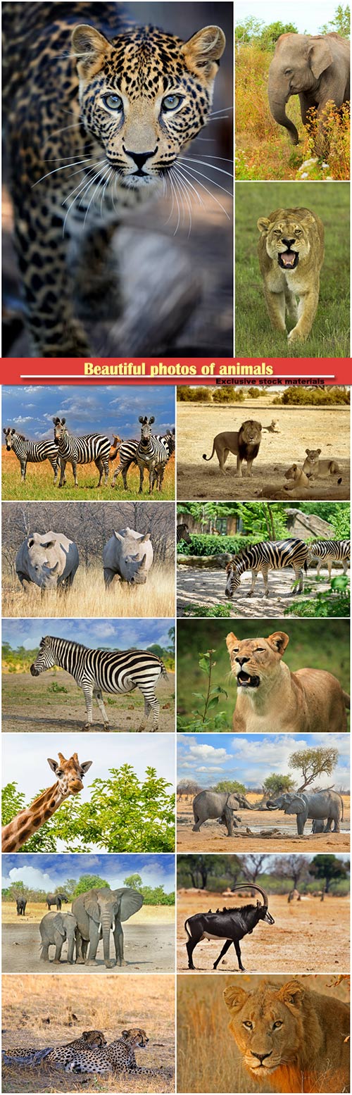Beautiful photos of animals, lion, leopard, rhinoceros, zebra, an elephant