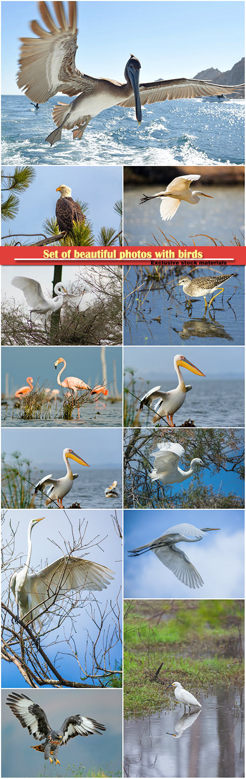 Set of beautiful photos with birds