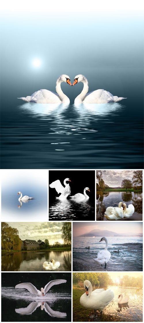 White swans stock photo