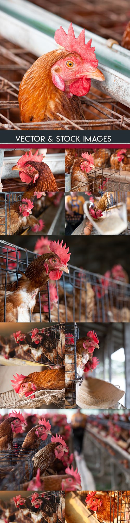 Hens Farm