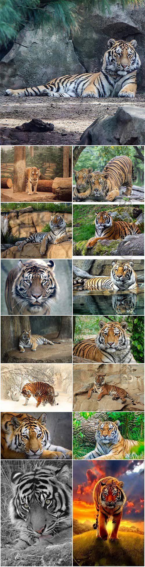 Tigers, predatory animals beautiful stock photo