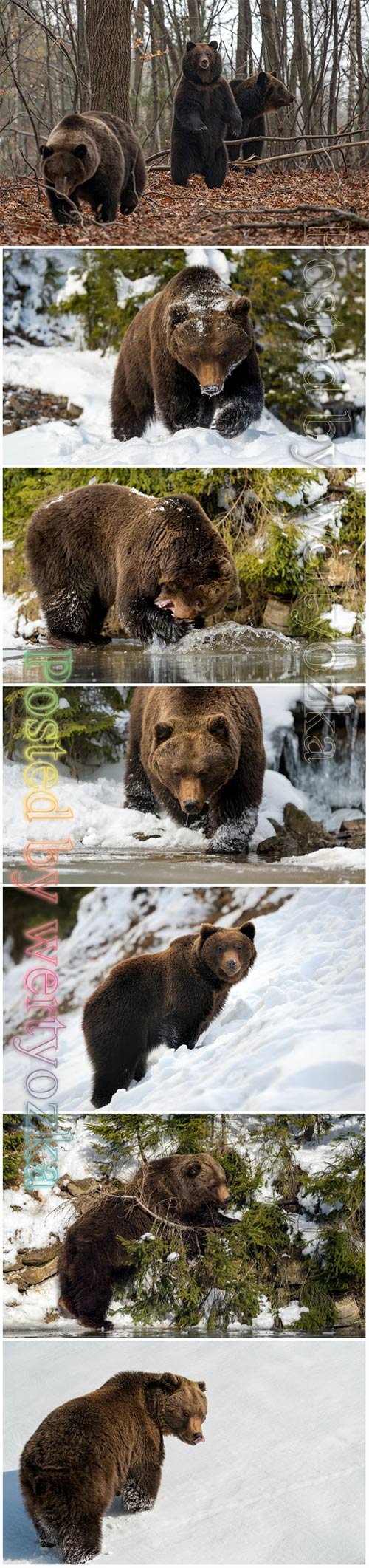 Wild brown bear beautiful stock photo