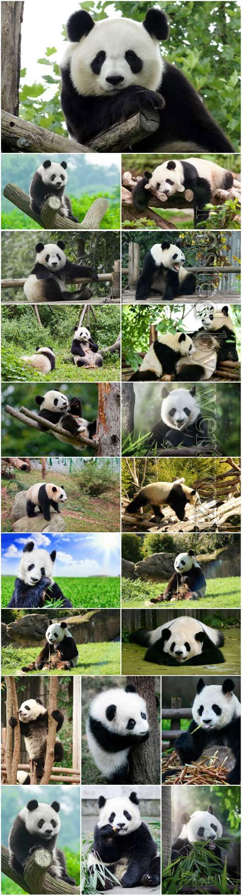 Cute pandas stock photo