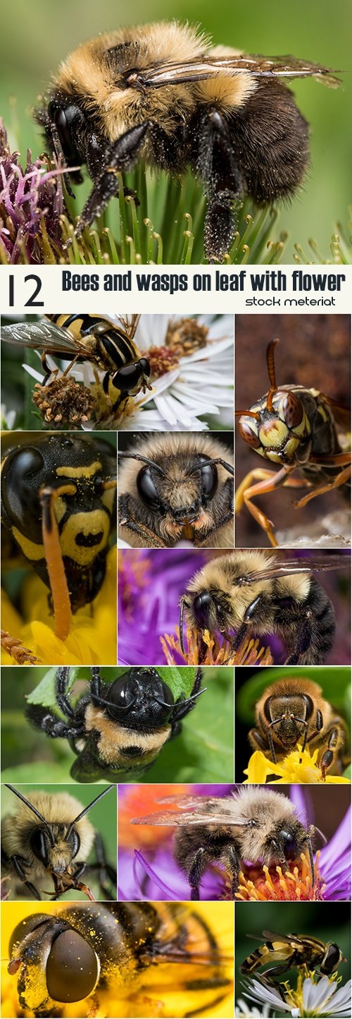 Bees and wasps on leaf with flower