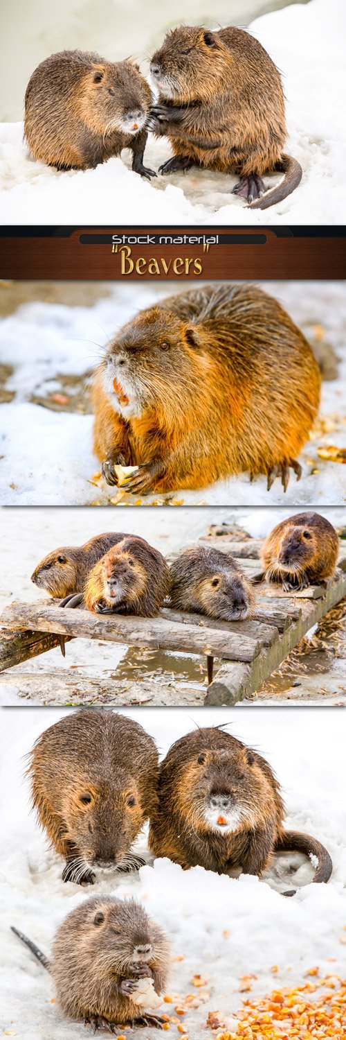 Beavers stock photo