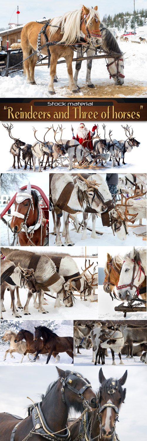 Reindeers and Three of horses