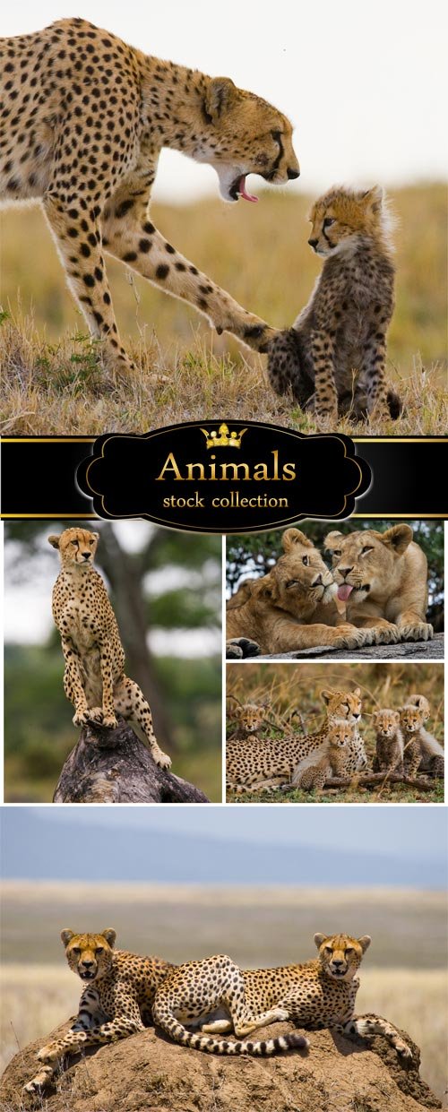 Carnivorous animals, jaguar - stock photos