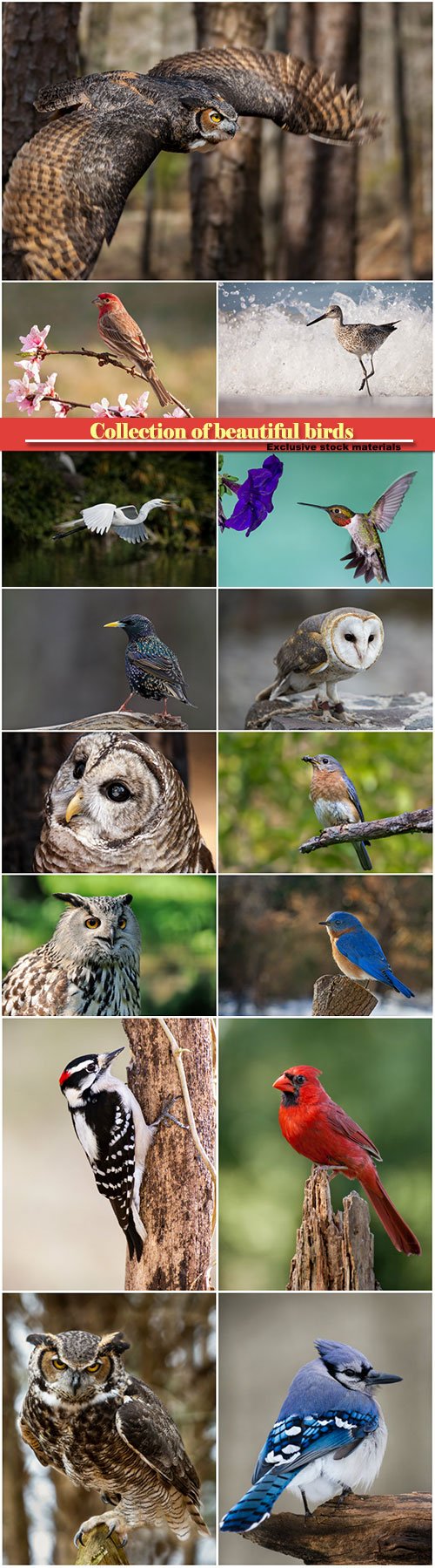 Collection of beautiful birds