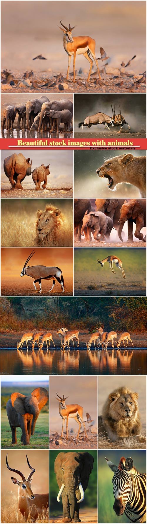 Beautiful stock images with animals, elephants, lion, zebra