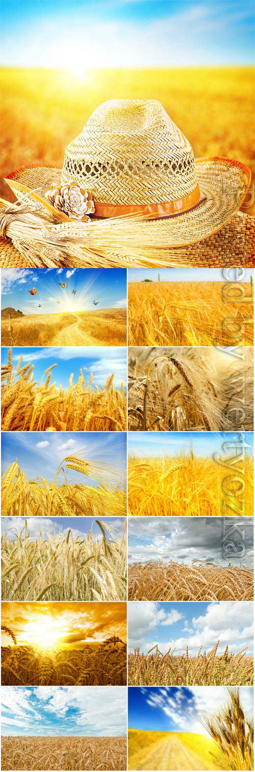 Ripe golden wheat field stock photo