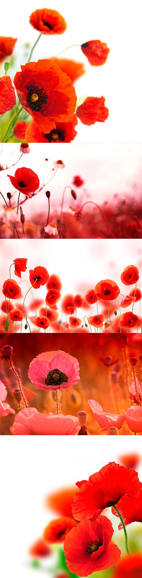 Poppies white background, green and red floral design