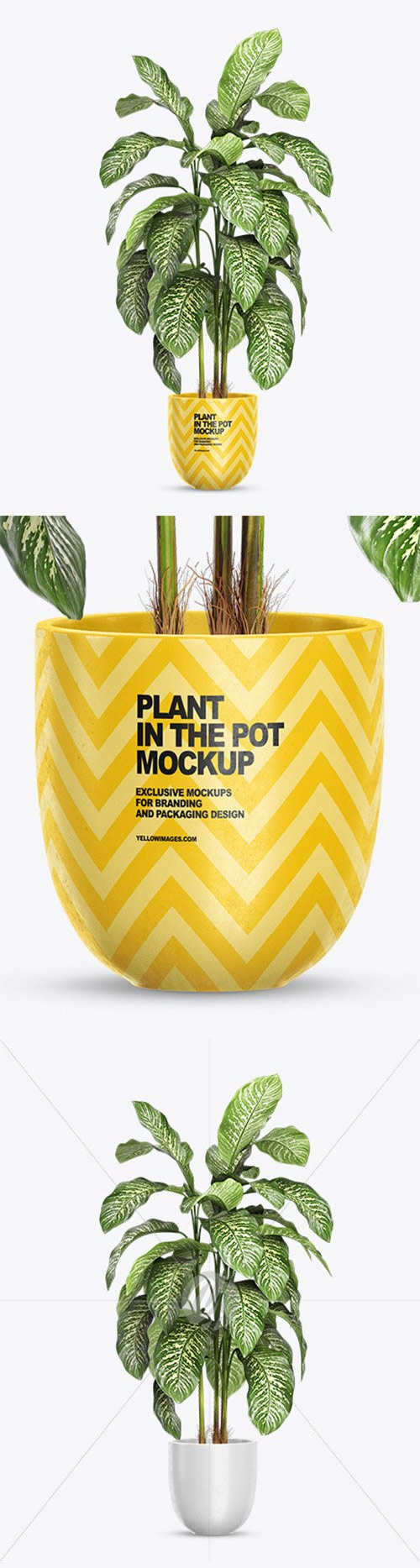 Dieffenbachia in the Pot Mockup 83098