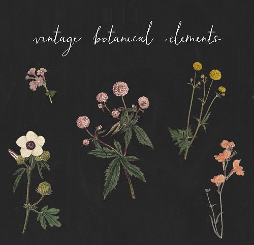 Vintage Botanical Elements PNG