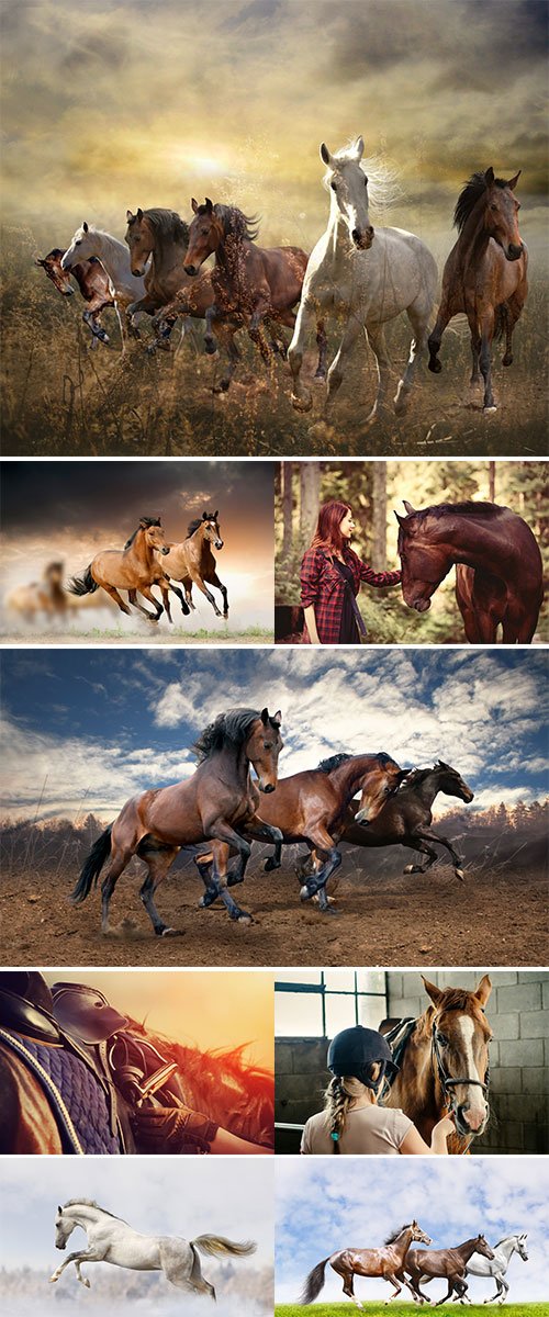 Stock Photos - Horse and People