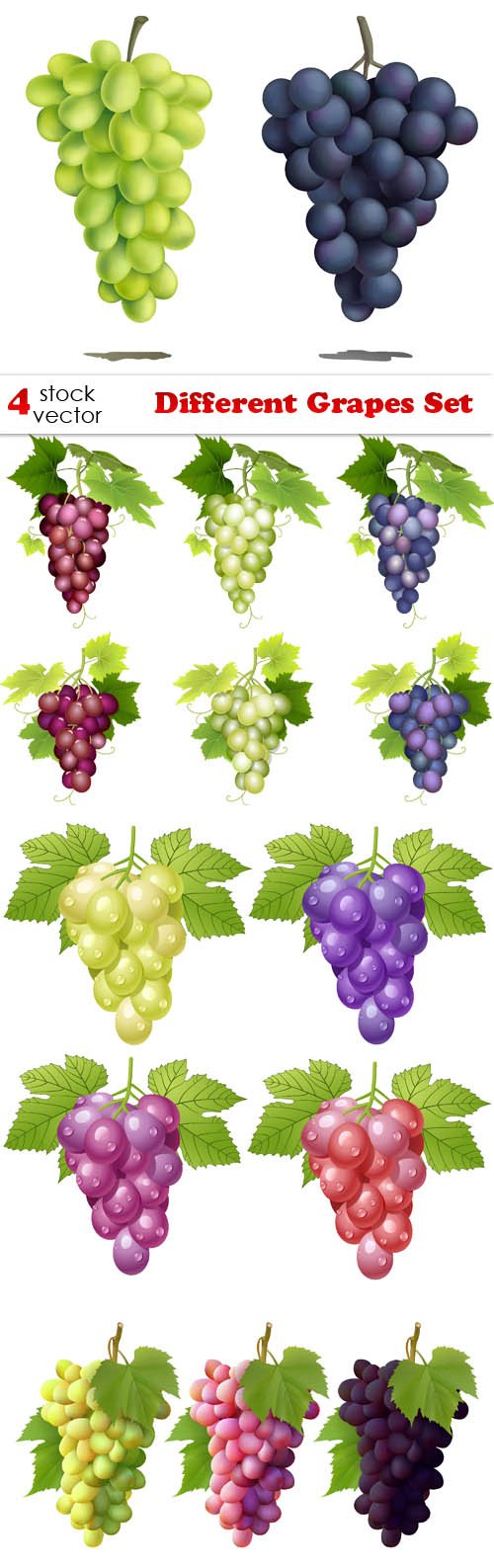 Vectors - Different Grapes Set