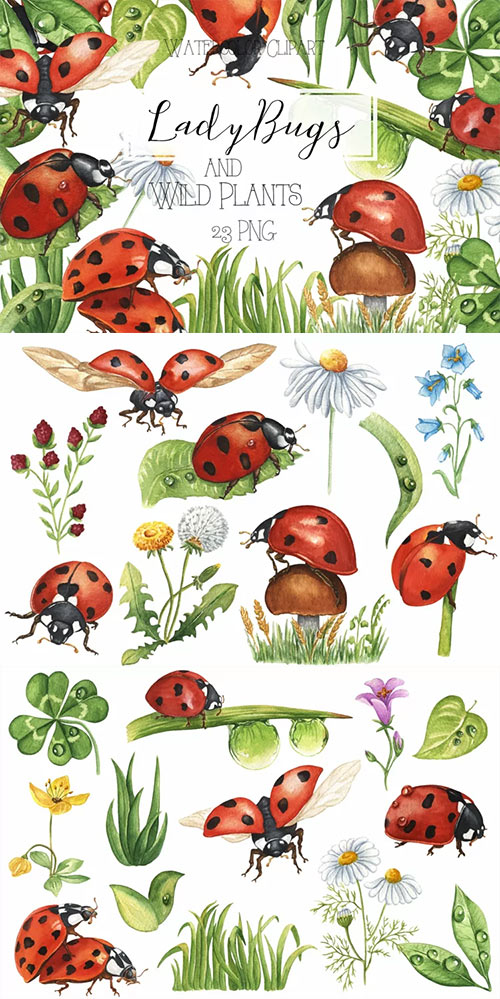 Watercolor Ladybug and Wild Plants Clipart. Summer Clipart 1907685