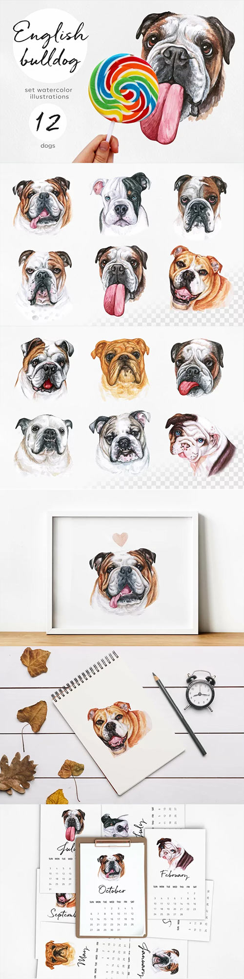 English bulldog. Big watercolor set 12 dog illustrations 537117