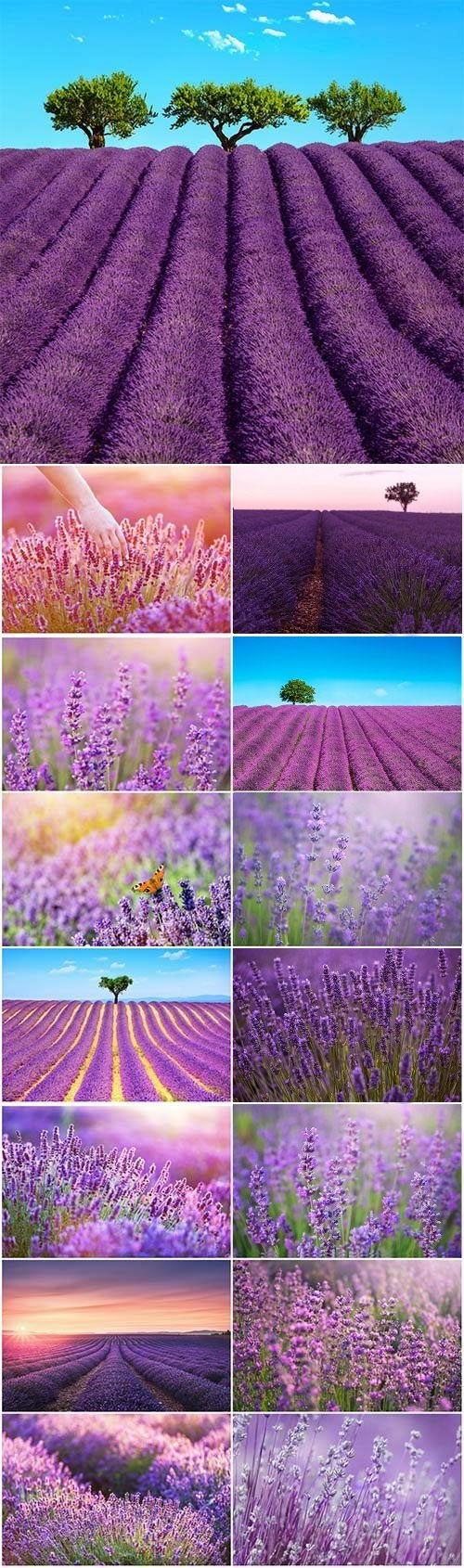 Fragrant lavender beautiful stock photo