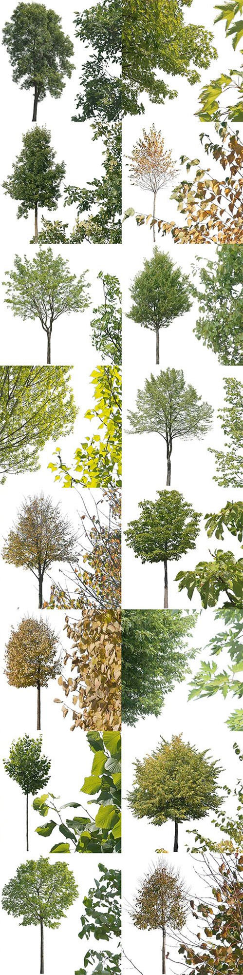 16 Cutout Trees - Transparent Stock Images